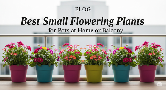 Best Small Flowering Plants for Pots at Home or Balcony