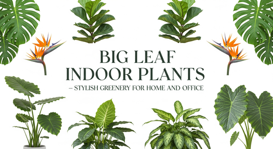 Big Leaf Indoor Plants – Stylish Greenery for Home and Office