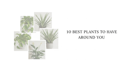 10 Most Useful Plants to Grow for Health and Home