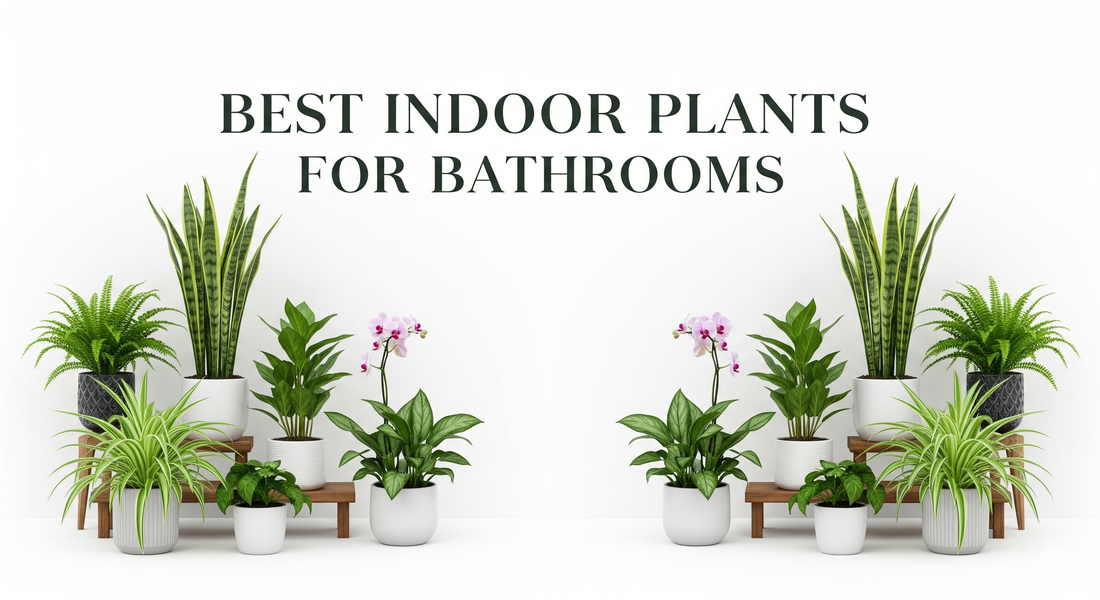 Best Indoor Plants for Bathrooms – Freshen Up Your Space Naturally