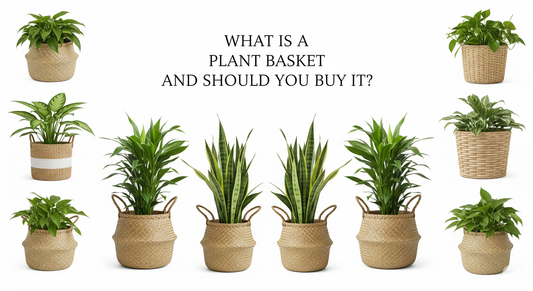 What Is A Plant Basket and Should You Buy It?