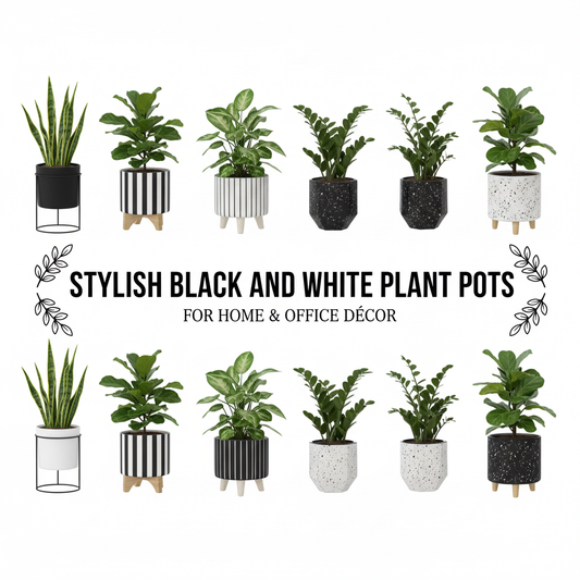 Stylish Black and White Plant Pots for Home & Office Décor