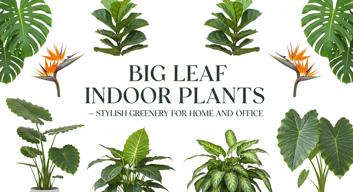 Big Leaf Indoor Plants – Stylish Greenery for Home and Office