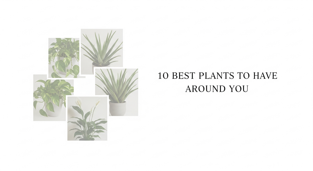 10 Most Useful Plants to Grow for Health and Home