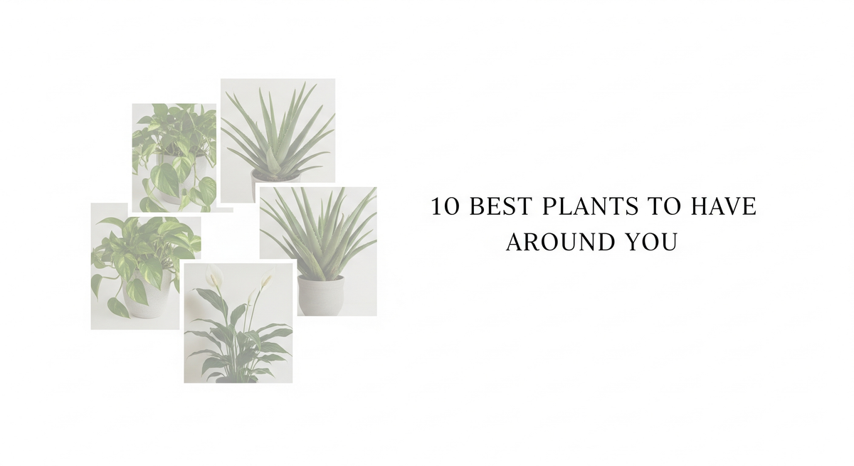 10 Most Useful Plants to Grow for Health and Home