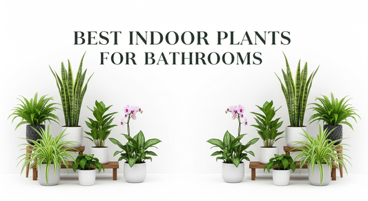 Best Indoor Plants for Bathrooms – Freshen Up Your Space Naturally