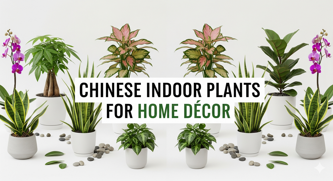 Chinese Indoor Plants for Home Décor | Easy Care & Feng Shui Plants