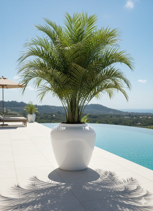 Decorative Large Planter FRA80 - My Store