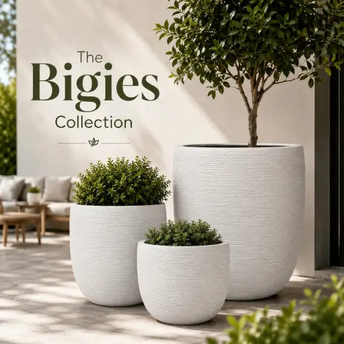 Biggies Collection